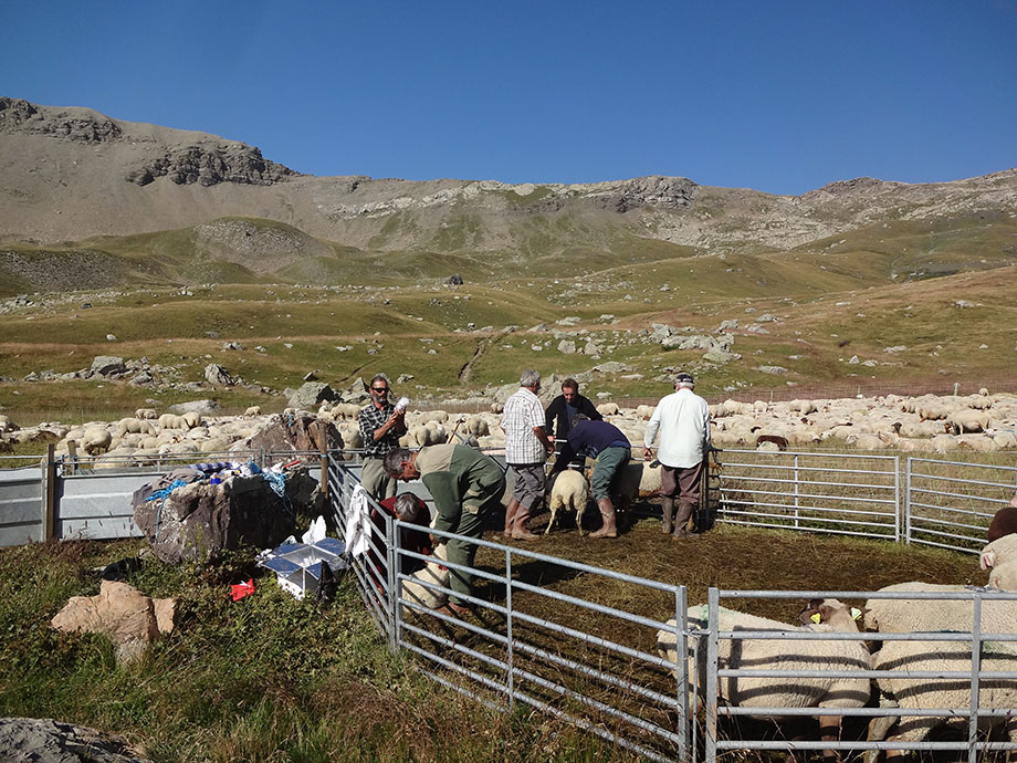 Août 2015 : Pascal et les éleveurs aux soins à l'Alp