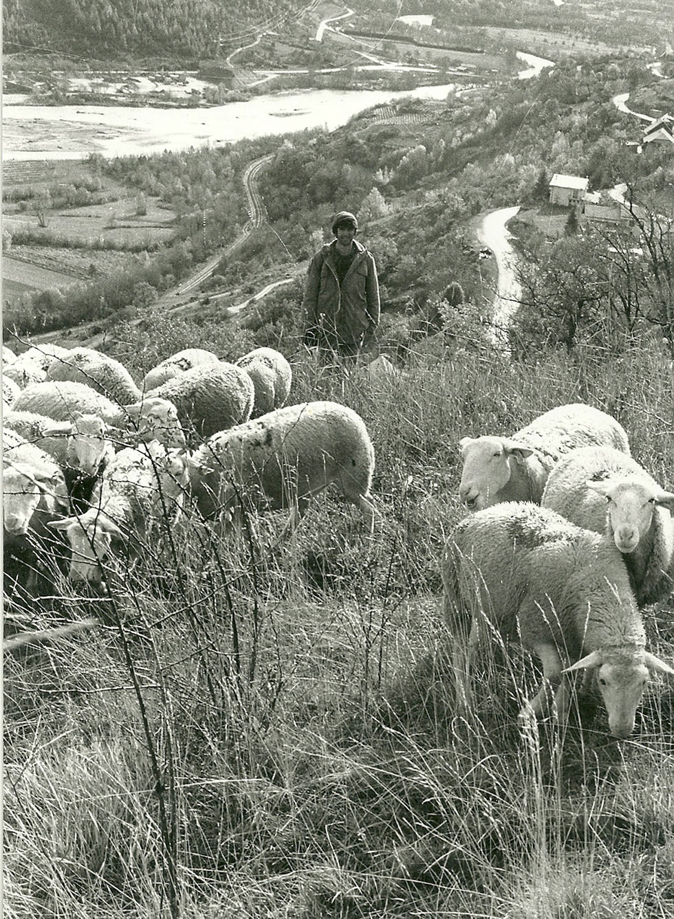 René Martin déplaçant ses moutons de parc à parc dans le quartier de l’église.
